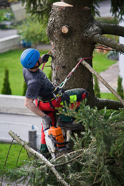 Best Tree Preservation Services  in New Buffalo, MI